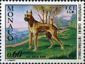 Great Dane (Canis lupus familiaris)