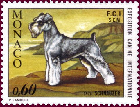 Schnauzer (Canis lupus familiaris)