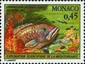 Atlantic Wreckfish (Polyprion americanus)