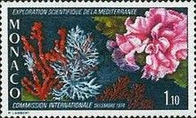 Corals of the Mediterranean Sea