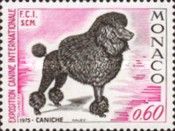 Poodle (Canis lupus familiaris)