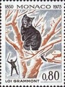 Domestic Cat (Felis silvestris catus)