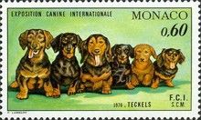 Dachshund (Canis lupus familiaris)