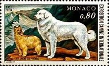 Great Pyrenees Dog, Pyrenean Sheepdog (Canis lupus familiari