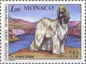 Afghan Hound (Canis lupus familiaris)
