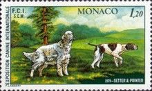 English Setter, Pointer (Canis Lupus Familiaris)