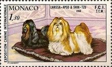 Lhasa-Apso, Shih-Tzu (Canis lupus familiaris)