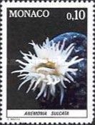 Mediterranean Snakelocks Sea Anemone (Anemonia sulcata)