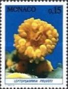 Sunset Cup (Leptopsammia pruvoti)