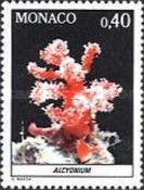 Finger Leather Coral (Alcyonium sp.)