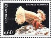 Parasitic Anemone (Calliactis parasitica)