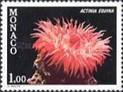 Beadlet Anemone (Actinia equina)