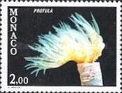 Tube Worm (Protula sp.)