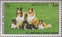Collie, Shetland Sheepdog (Canis lupus familiaris)