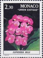 Euphorbia milii