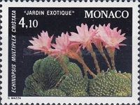 Echinopsis multiplex cristata