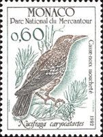 Spotted Nutcracker (Nucifraga caryocatactes)