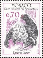 Black Grouse (Lyrurus tetrix)