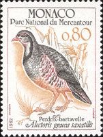 Migrant Rock Partridge (Alectoris graeca saxatilis)
