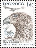Golden Eagle (Aquila chrysaetos)