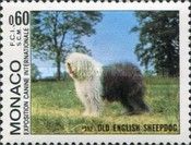 Bobtail (Canis lupus familiaris)
