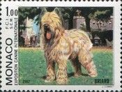 Briard (Canis lupus familiaris)