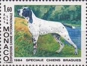 Auvergne Pointing Dog (Canis lupus familiaris)