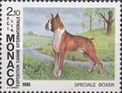 German Boxer (Canis lupus familiaris)