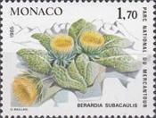 Berardia subacaulis