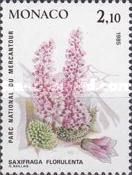 Saxifraga florulenta