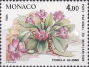 Primula allionii