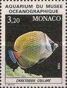 Redtail Butterflyfish (Chaetodon collare)