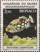 Clown Triggerfish (Balistoides conspicillum)