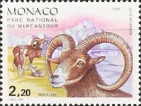 Mouflon (Ovis ammon musimon)