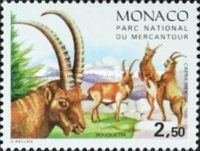 Alpine Ibex (Capra ibex)