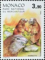 Alpine Marmot (Marmota marmota)
