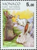 Mountain Hare (Lepus timidus)