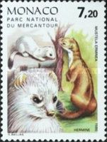 Stoat (Mustela erminea)