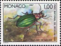 Ground Beetle (Carabus sp.)