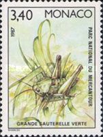 Great Green Bush Cricket (Tettigonia viridissima)