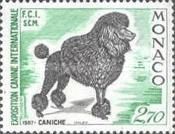 Poodle (Canis lupus familiaris)