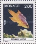Spanish Hogfish (Bodianus rufus)