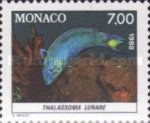 Moon Wrasse (Thalassoma lunare)