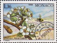 Branch of a Pear Tree in Spring