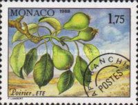 Branch of a Pear Tree in Summer