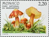 Scarlet Waxy Cap