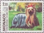 Yorkshire-Terrier (Canis lupus familiaris)