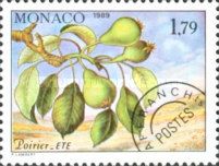 Branch of a Pear Tree in Summer