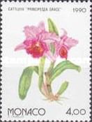 Orchid: Cattleya 'Principessa Grace'