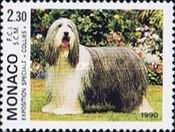Rough Collie (Canis lupus familiaris)